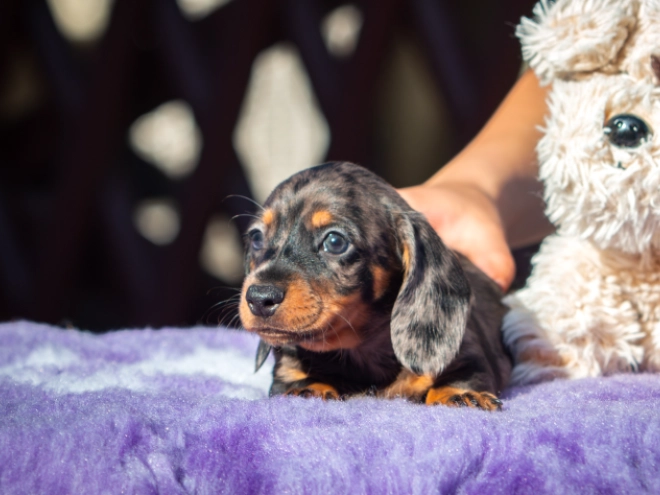 Dachshund puppy for sale