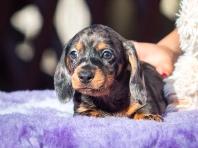 Dachshund puppy for sale