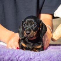 Little Dog – miniature, black and tan Dackel Welpen kaufen