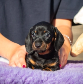 Dachshund puppy for sale
