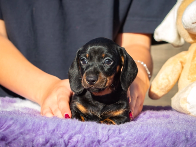 Dachshund puppy for sale