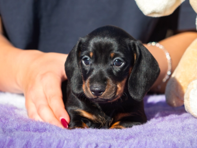 Dachshund puppy for sale