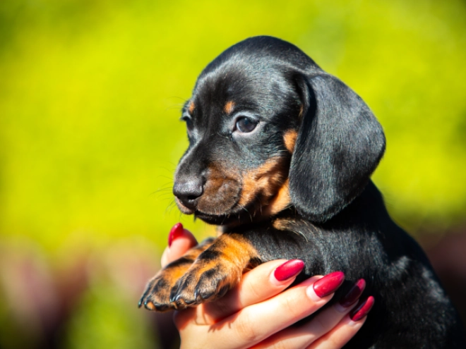 Dachshund puppy for sale
