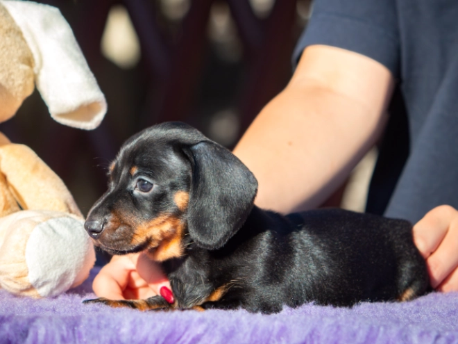 Dachshund puppy for sale