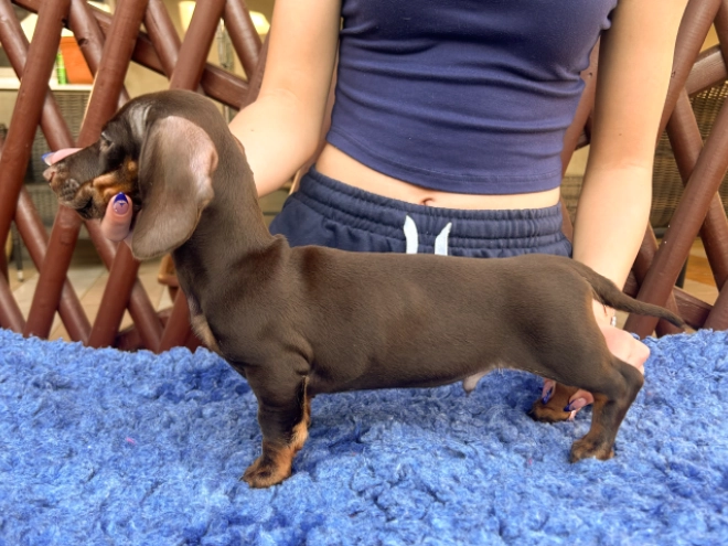 Dachshund puppy for sale