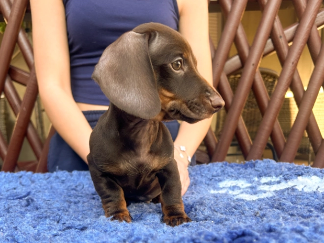 Dachshund puppy for sale