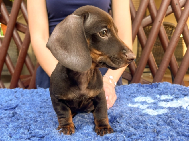 Dachshund puppy for sale