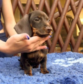Dachshund puppy for sale