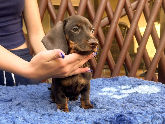 Dachshund puppy for sale