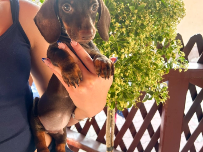 Dachshund puppy for sale