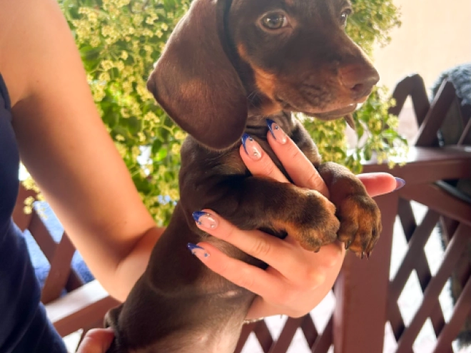 Dachshund puppy for sale