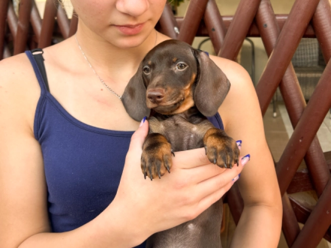 Dachshund puppy for sale
