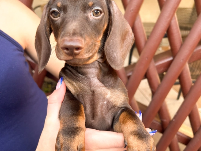 Dachshund puppy for sale