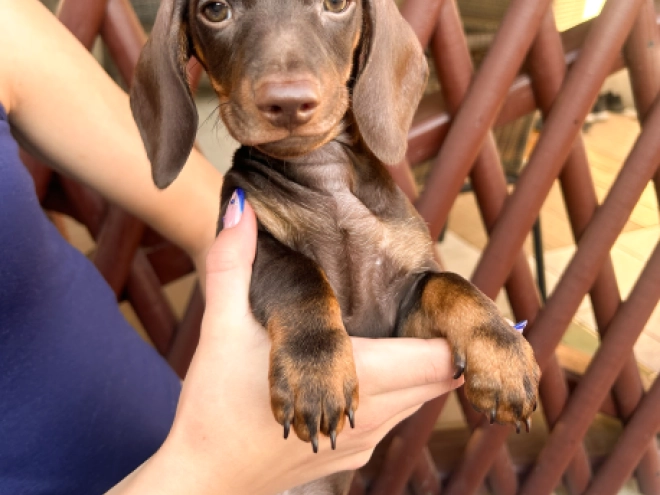 Dachshund puppy for sale