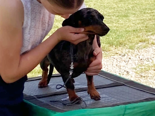 Dachshund puppy for sale