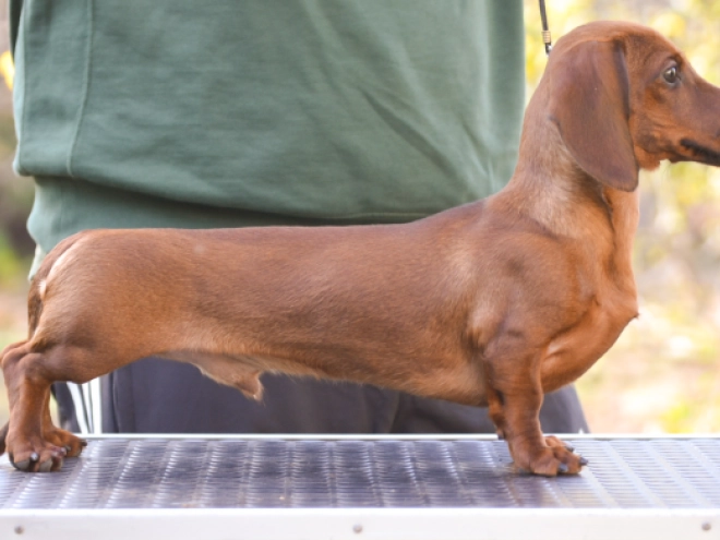 Dachshund puppy for sale