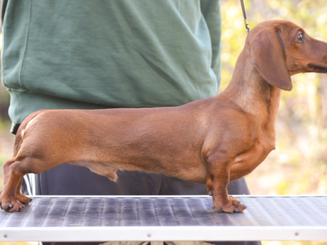 Dachshund puppy for sale