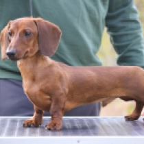 Adolph – miniature, red Dachshund for sale