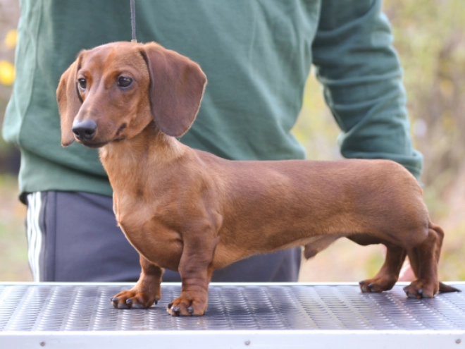 Dachshund puppy for sale