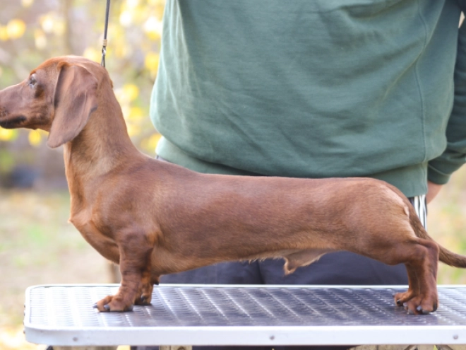 Dachshund puppy for sale
