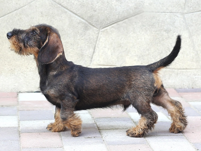 Dackel Welpe kaufen