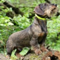 Hugo, wild boar Teckel en venta