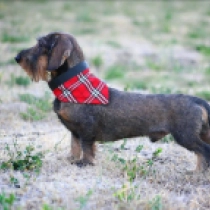 Hugo, wild boar Dachshund for sale