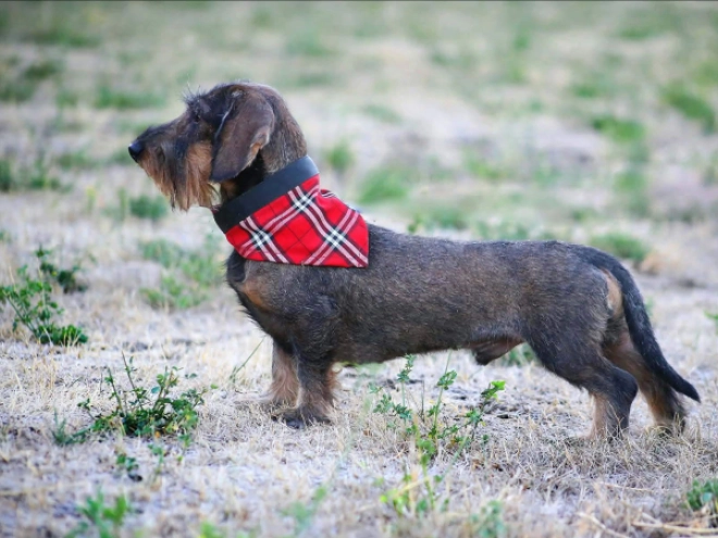 Dachshund puppy for sale