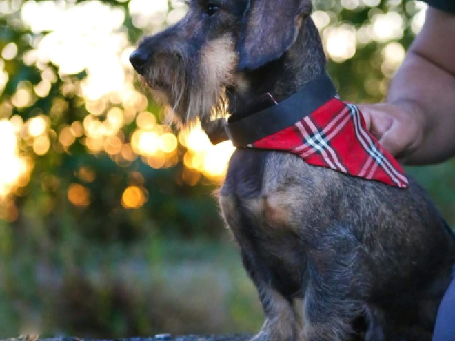 Dachshund puppy for sale