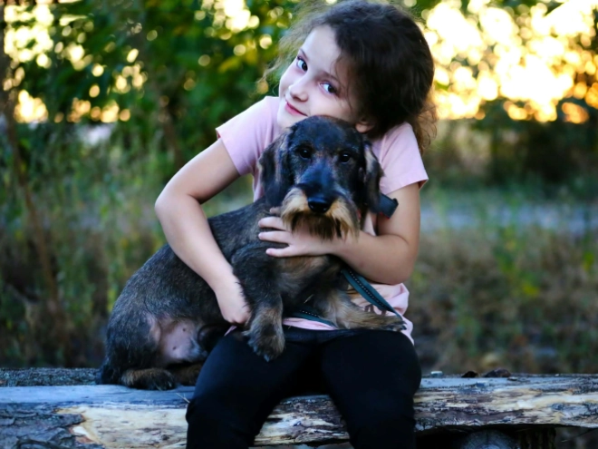 Dachshund puppy for sale