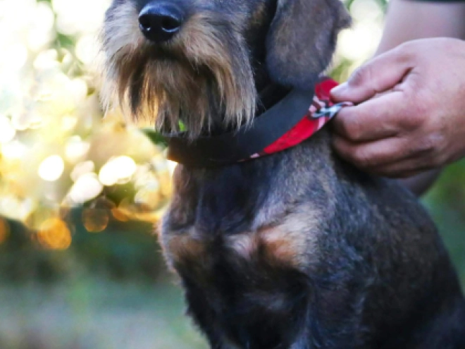 Dachshund puppy for sale