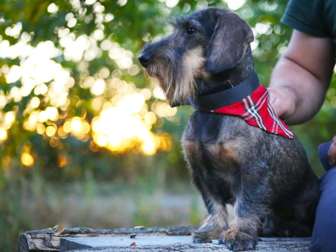Dachshund puppy for sale