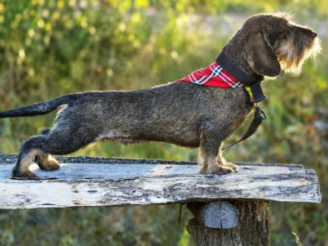Dachshund puppy for sale
