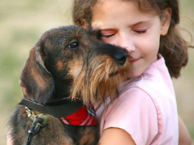 Dachshund puppy for sale