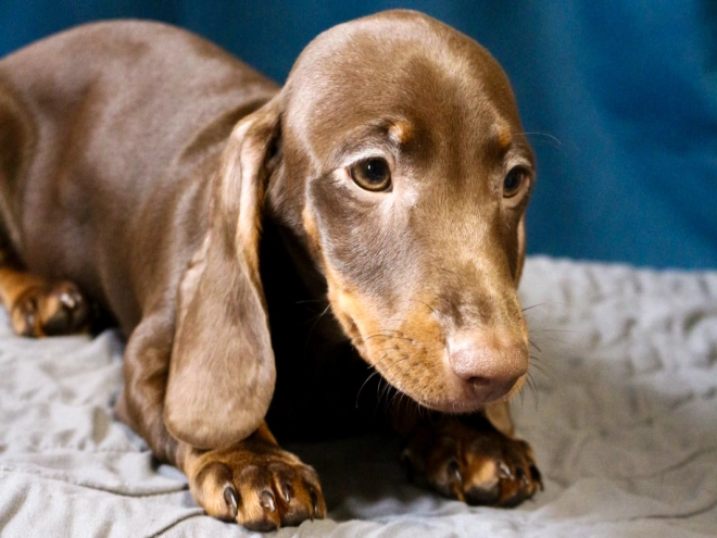 Dachshund puppy for sale