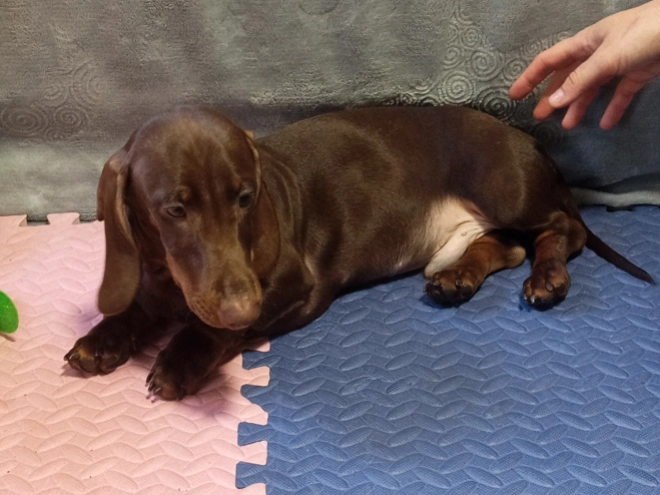 Dachshund puppy for sale