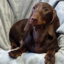 Dachshund puppy for sale