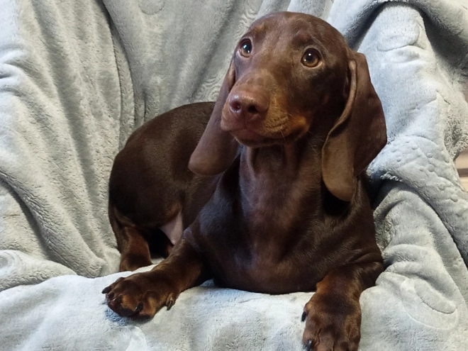 Dachshund puppy for sale