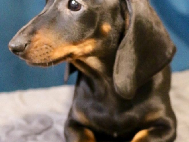 Dachshund puppy for sale