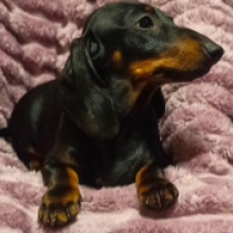 Dachshund puppy for sale