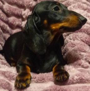 Dachshund puppy for sale
