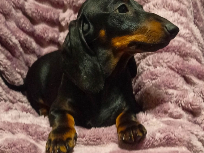 Dachshund puppy for sale