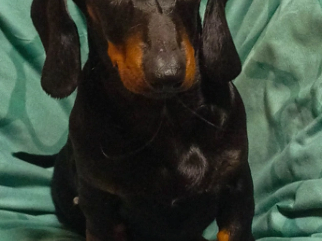 Dachshund puppy for sale