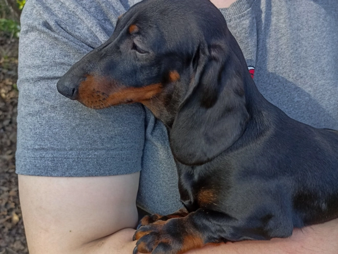 Dachshund puppy for sale