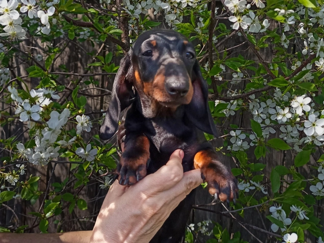 Dachshund puppy for sale