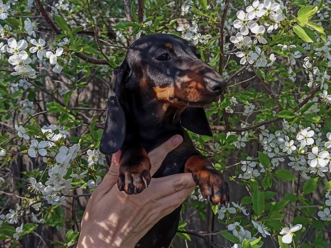 Dachshund puppy for sale