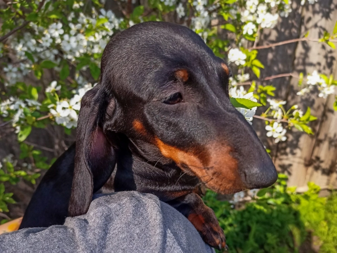 Dachshund puppy for sale