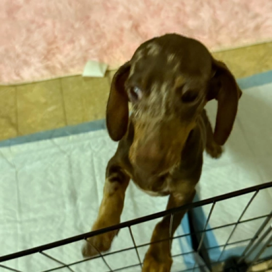 Hawaii - Dachshund, EuroPuppy review from Saudi Arabia