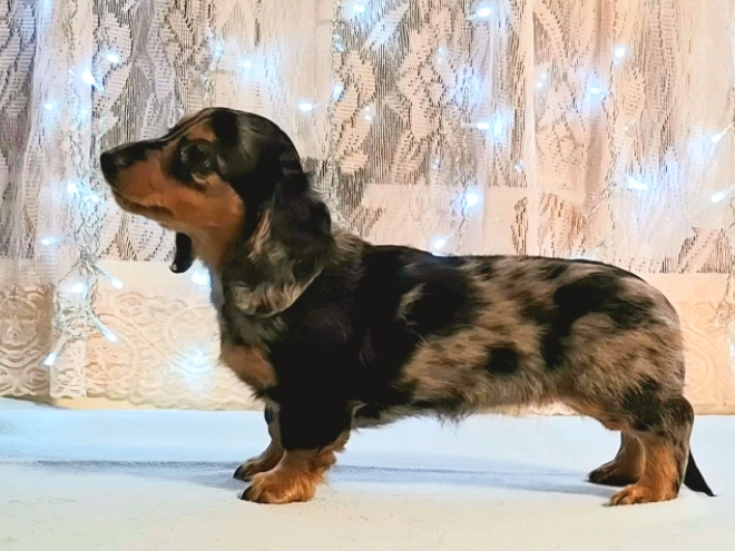 Dachshund puppy for sale