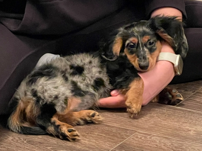 Dachshund puppy for sale